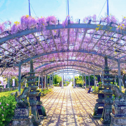 山田の藤（山田日吉神社）